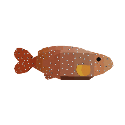 Rainbow Grouper