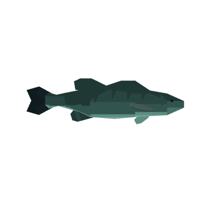 Redeye Bass
