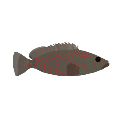 Rock Hind