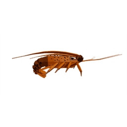Roslit Ray Lobster