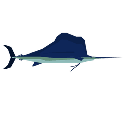 Sailfish