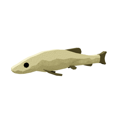 Sandbar Loach