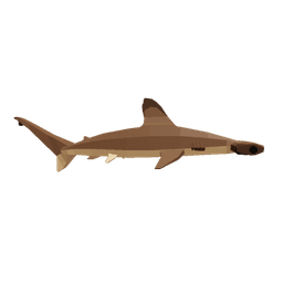 Scalloped Hammerhead