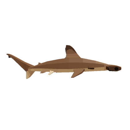 Scalloped Hammerhead