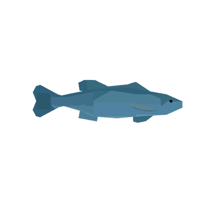 Sea Bass