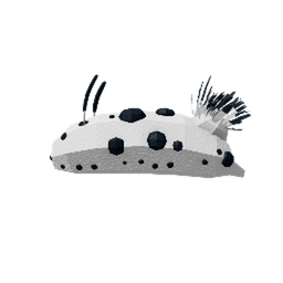 Sea Bunny