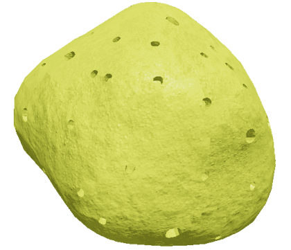 Sea Sponge