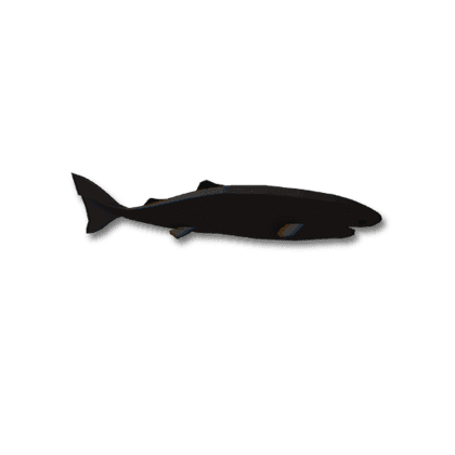 Shatterjaw Shark