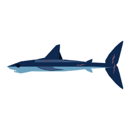 Shortfin Mako Shark