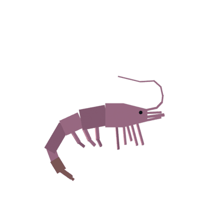 Shrimp