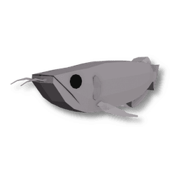 Silver Arowana