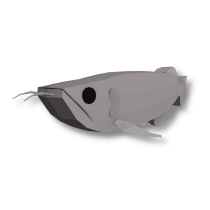 Silver Arowana