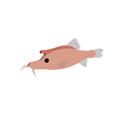 Sinocyclocheilus