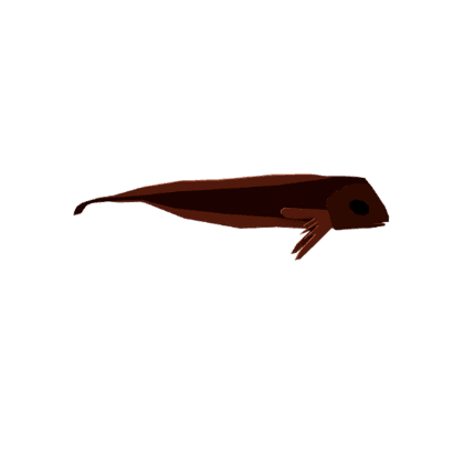 Sleek Snailfish
