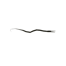 Slender Snipe Eel