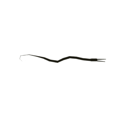 Slender Snipe Eel