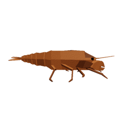 Slipper Lobster