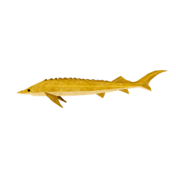 Solarseer Sturgeon