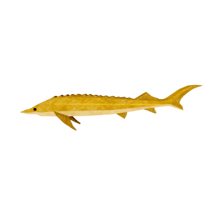 Solarseer Sturgeon