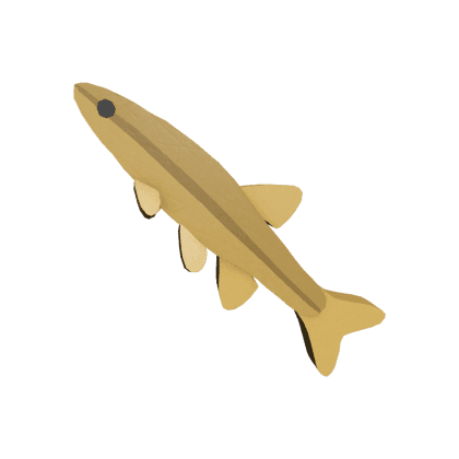 Sparkfin Minnow