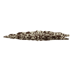 Spotted Moray Eel