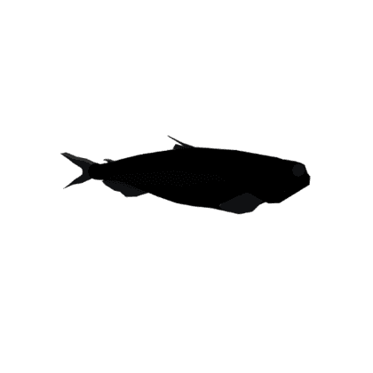 Stout Blacksmelt