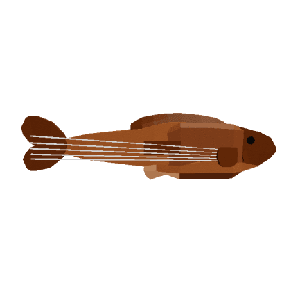 Stringed Grouper