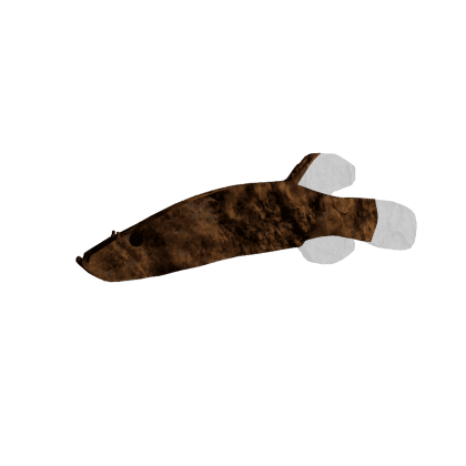 Swampfish