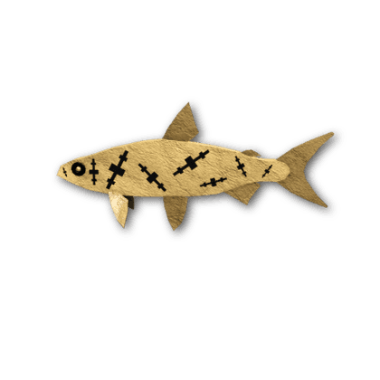 Voodoo Vendace