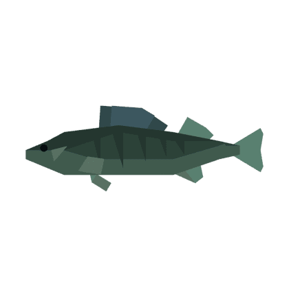 Walleye