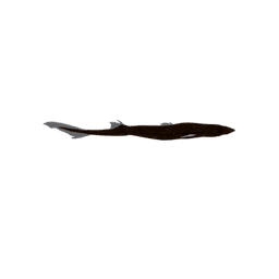 West Australian Lanternshark