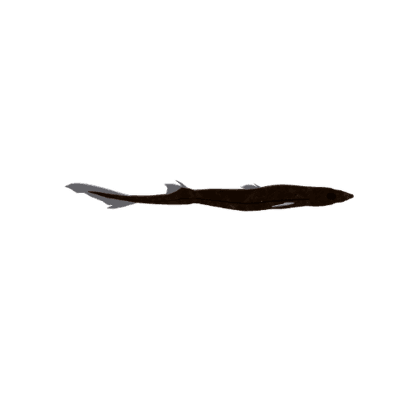 West Australian Lanternshark