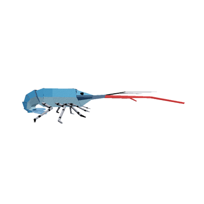 Western Rock Lobster