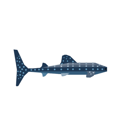 Whale Shark