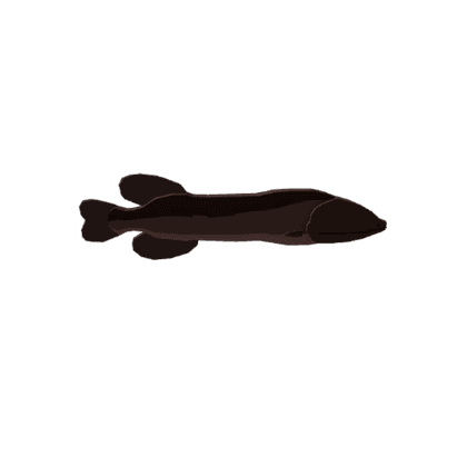 Whalefish