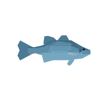 White Bass