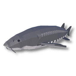 White Sturgeon