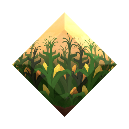 Corn Crops