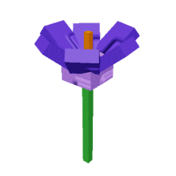 Crocus
