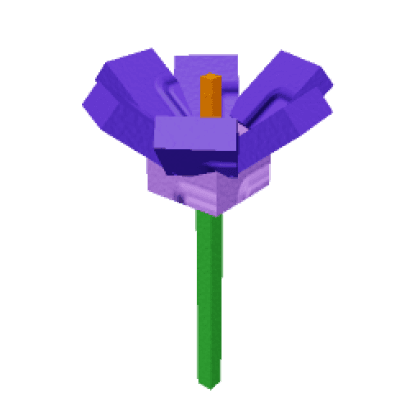Crocus