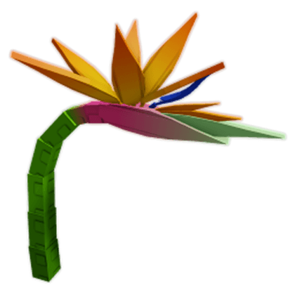 Honey Birds of Paradise