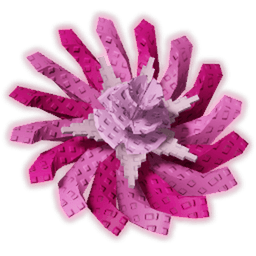 Pinkside Dandelion