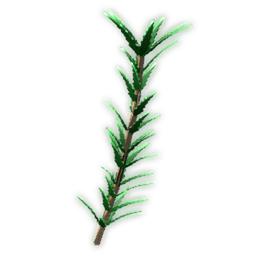 Rosemary