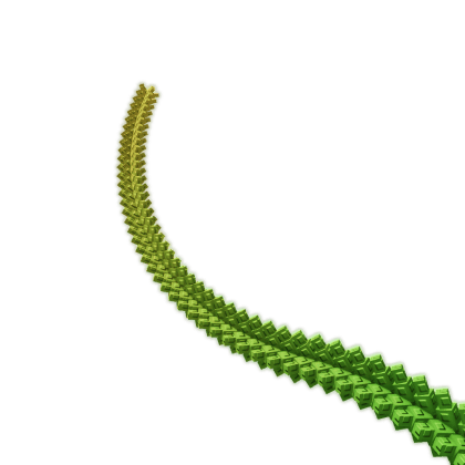 Romanesco