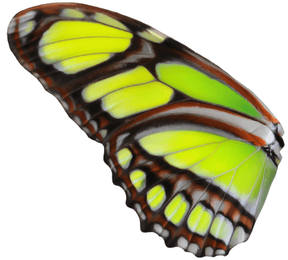 Glow Butterfly