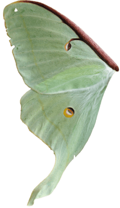 Lunar Moth