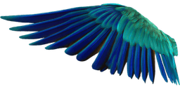 RareParrot