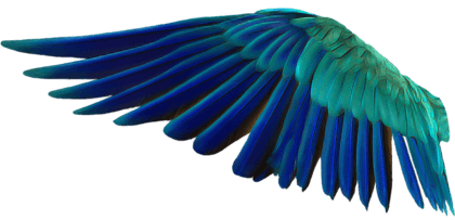 RareParrot