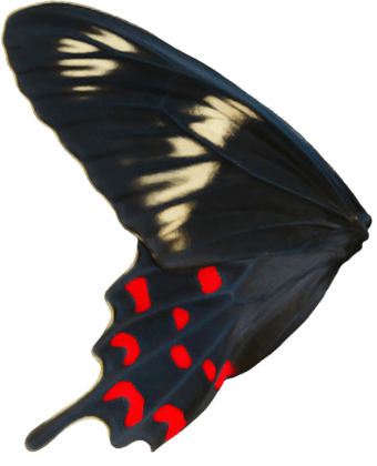 Raven Flutter
