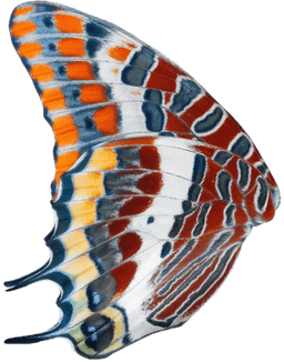 Tropical Butterfish